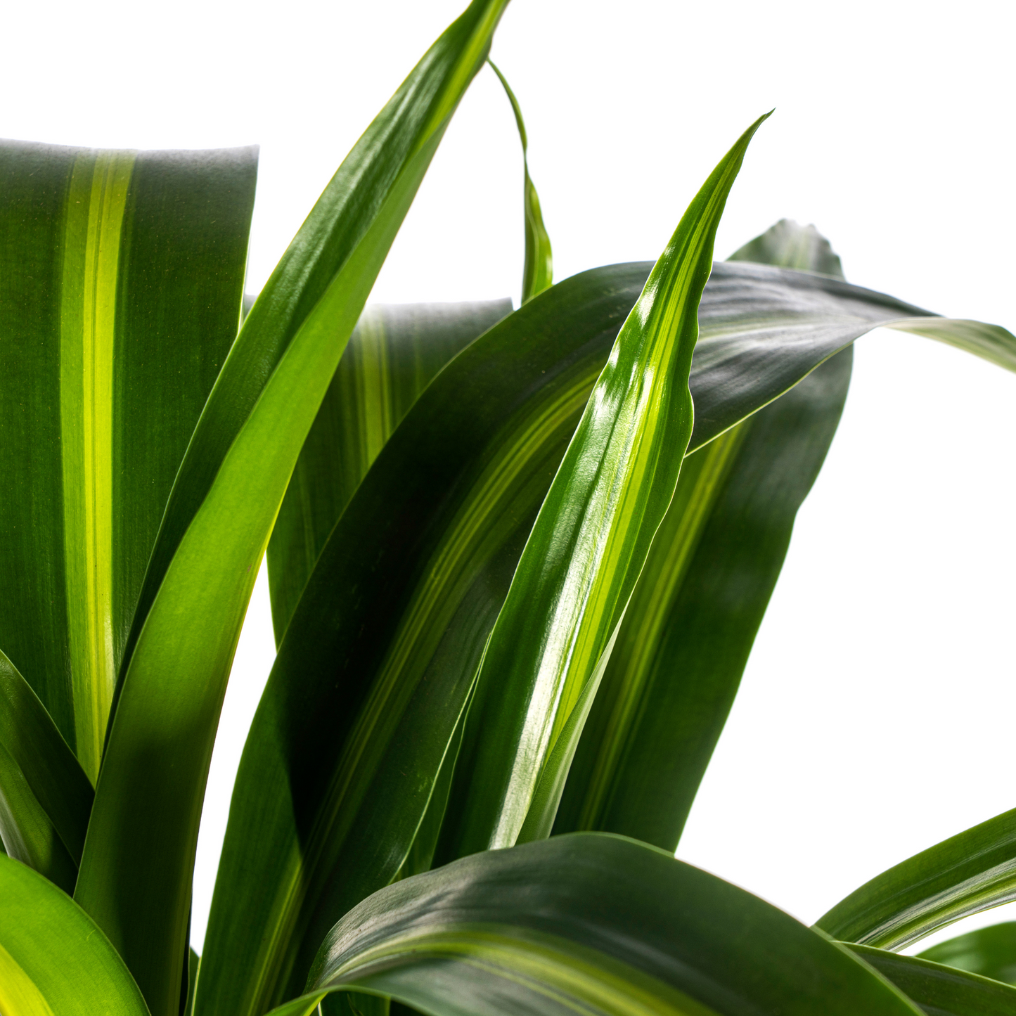 Dracaena Deremensis Hawaiian Sunshine Ø21cm - Pflanzfix24