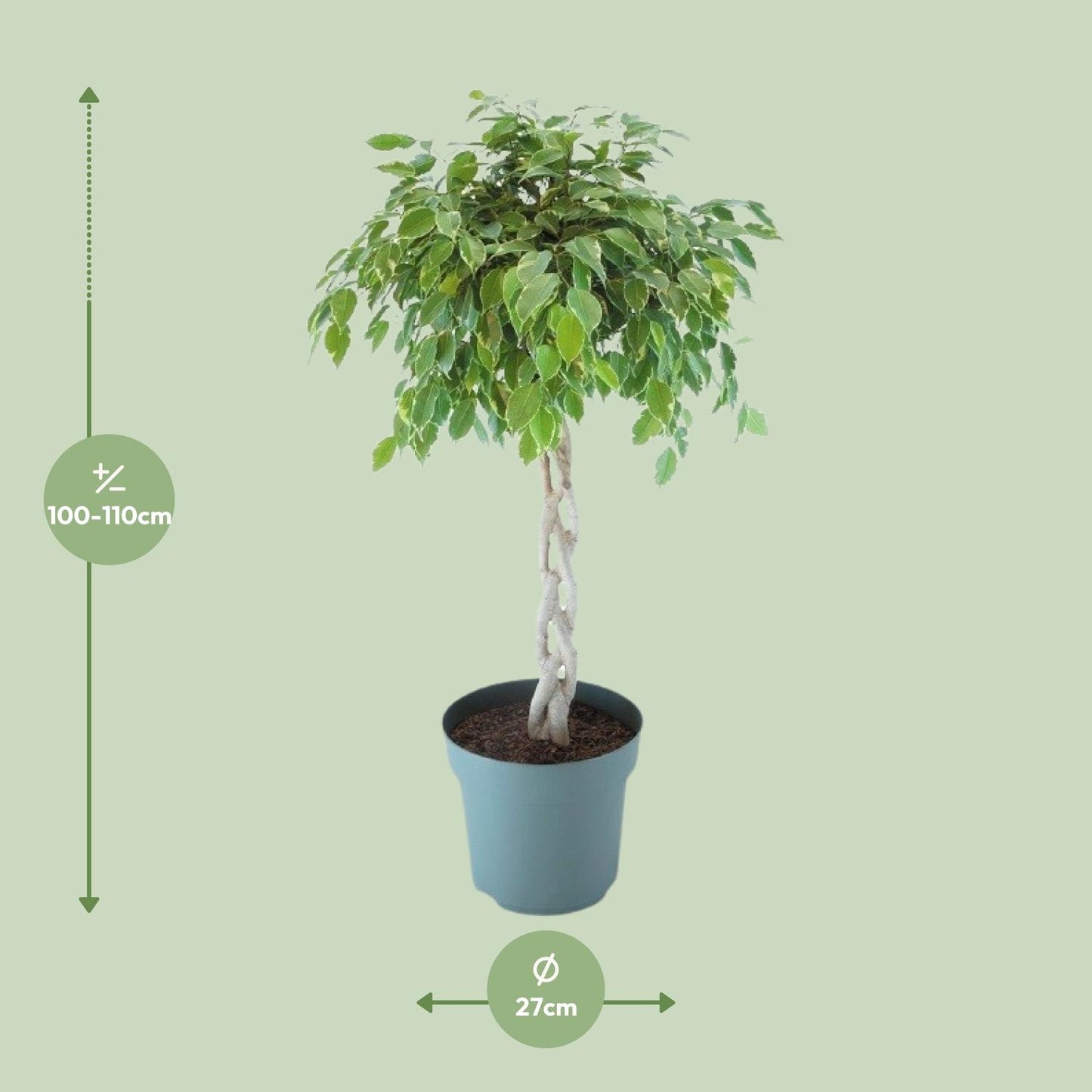 Ficus Safrana / Golden King Gevlochten - Ø27cm - ↕110cm bei Pflanzfix24
