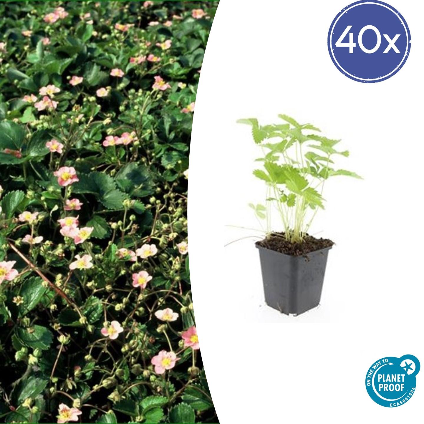 40x Fragaria vesca - ↕10-25cm - Ø9cm - Pflanzfix24