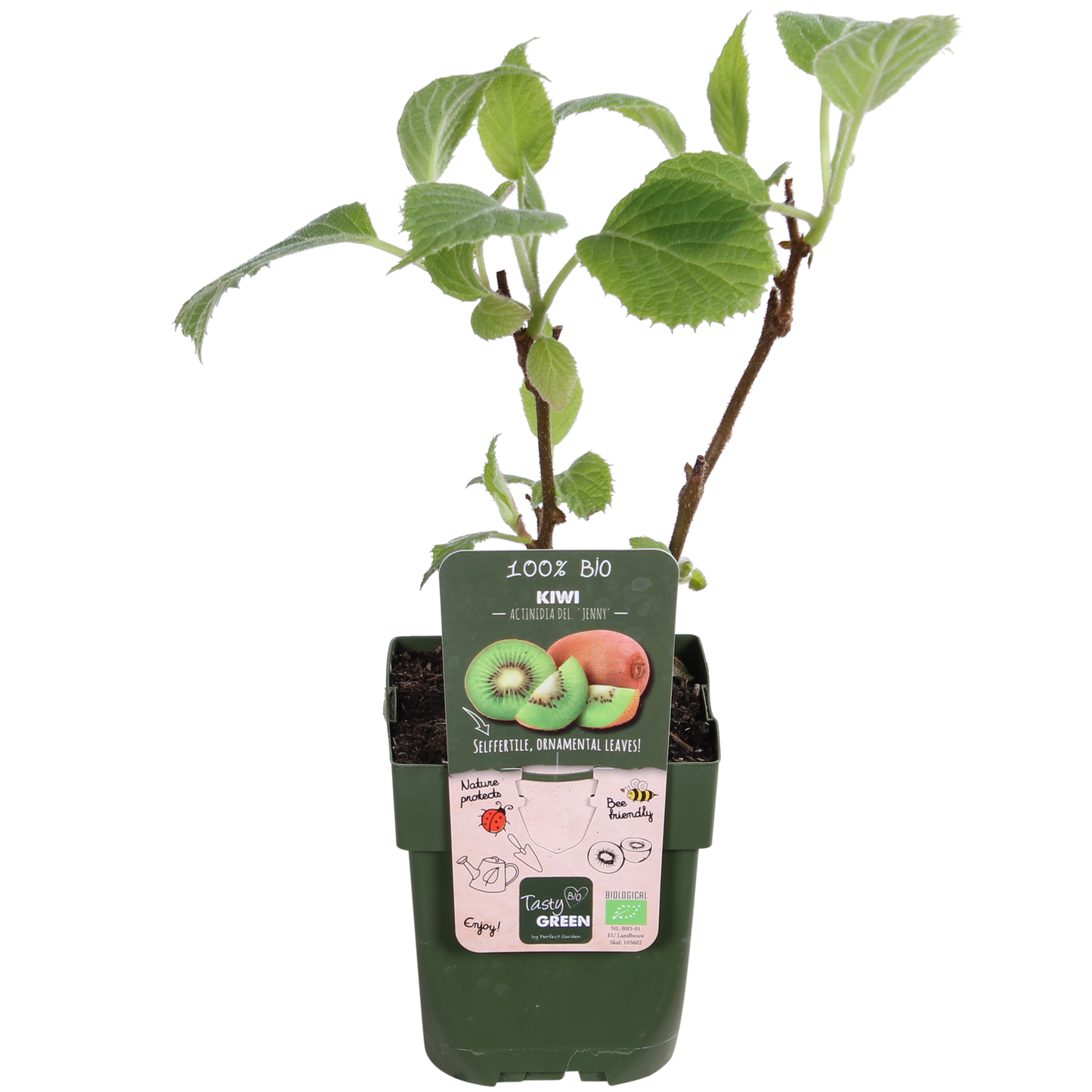 3x - Actinidia delciosioa 'Jenny' - ↨45cm - Ø13 - Pflanzfix24