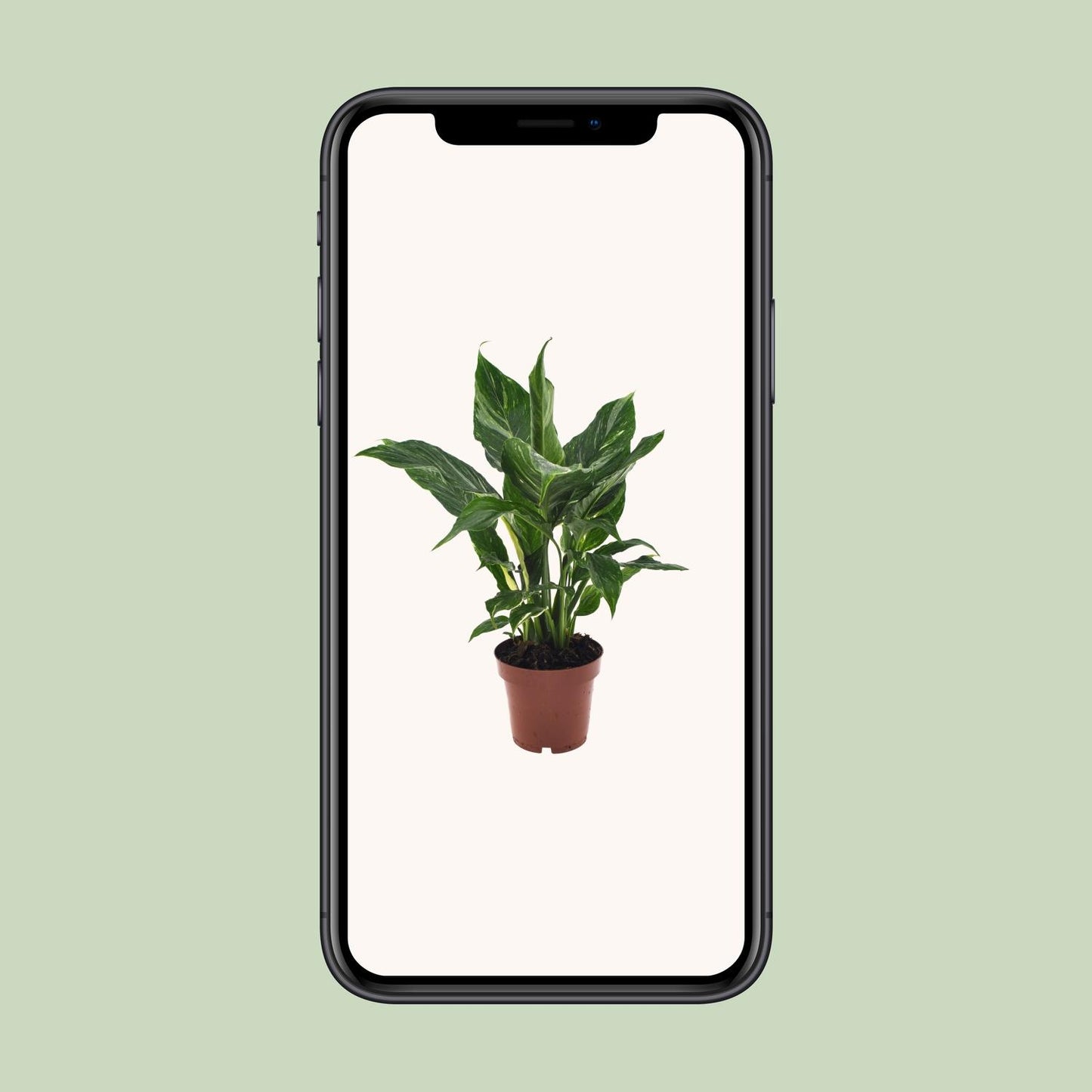 Spathiphyllum Diamond 40 cm – Friedenslilie – Pflanzfix24