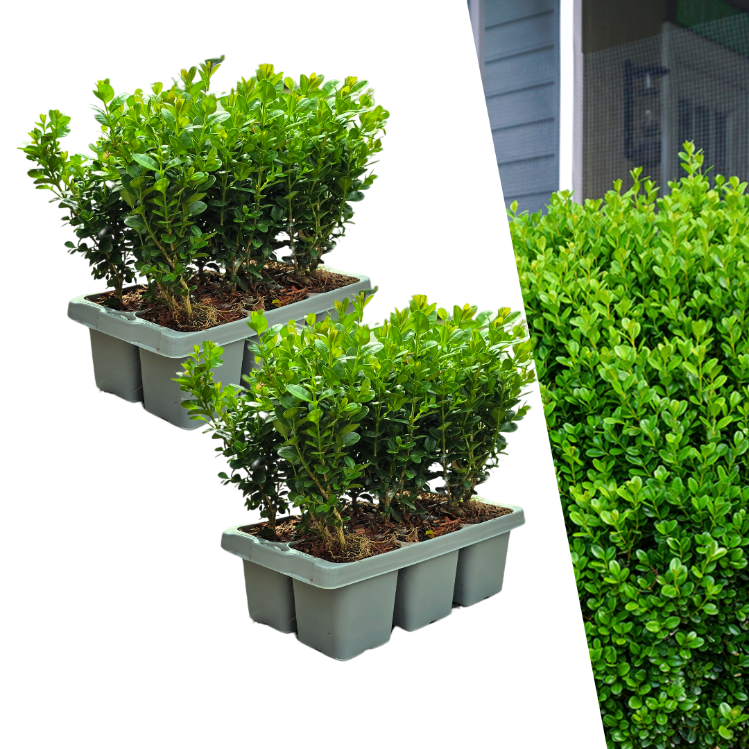Buxus NewGen Freedom 2x6er-Set Ø7 cm – Robuster Buchsbaum | Pflanzfix24.de - Pflanzfix24.de