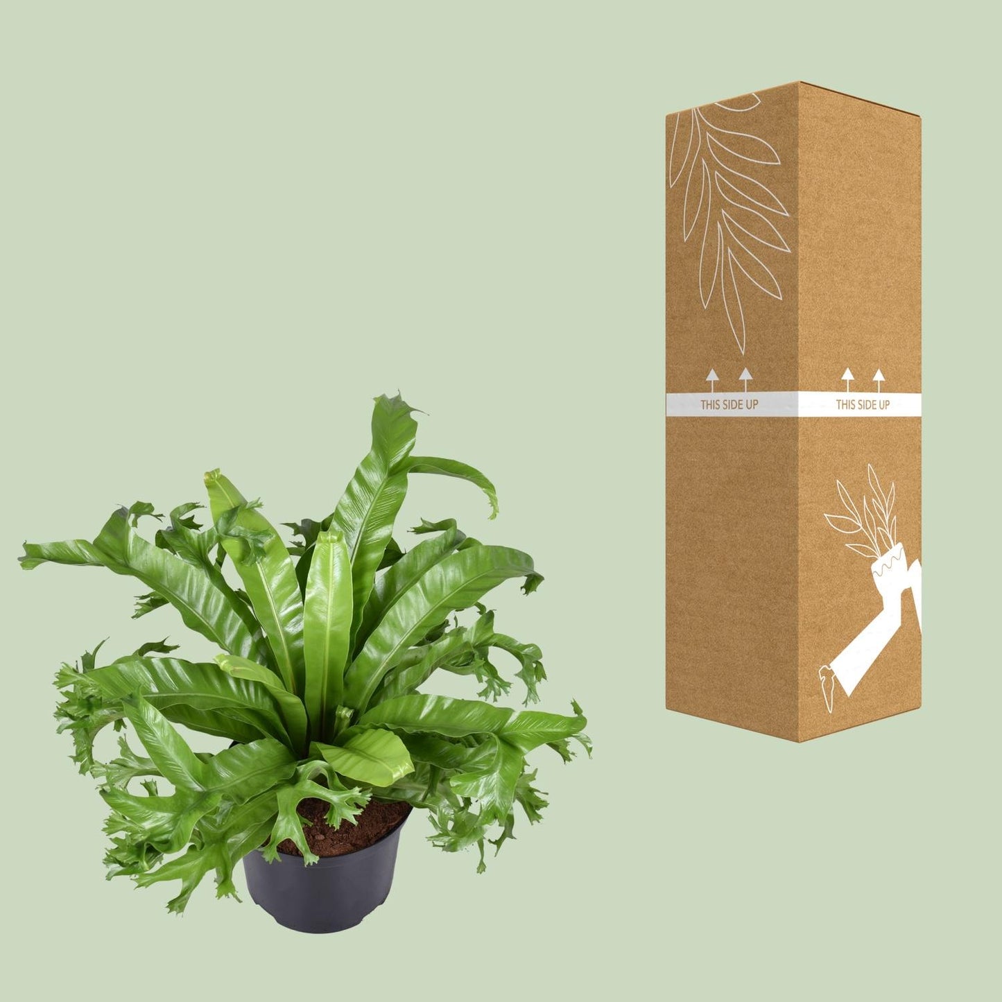 Asplenium nidus Crissie Ø23cm Zimmerpflanze | Pflanzfix24