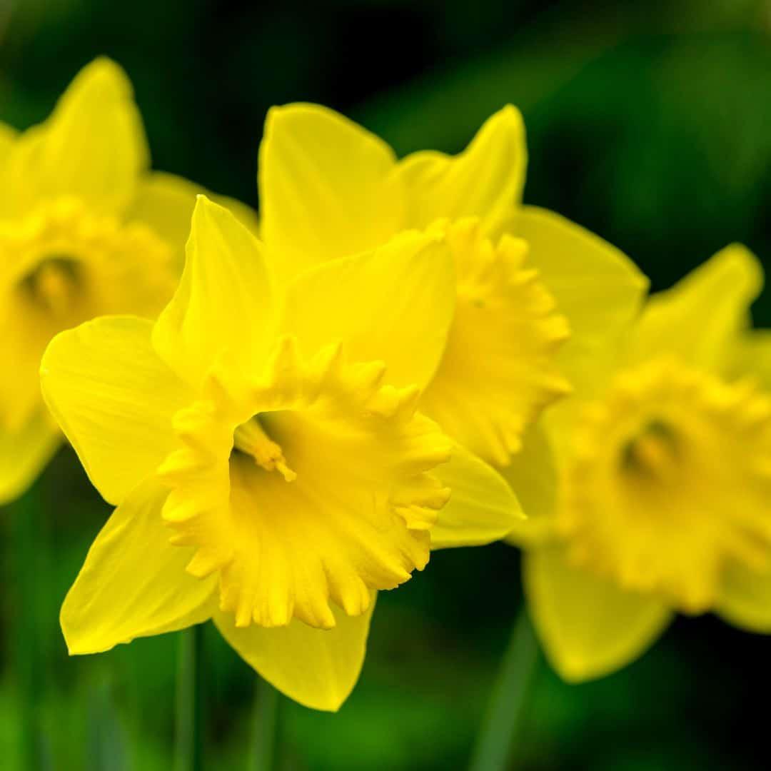 Flowerbulbs Amsterdam - Dutch Flower Mix - Luxusbox 75 Blumenzwiebeln - Pflanzfix24