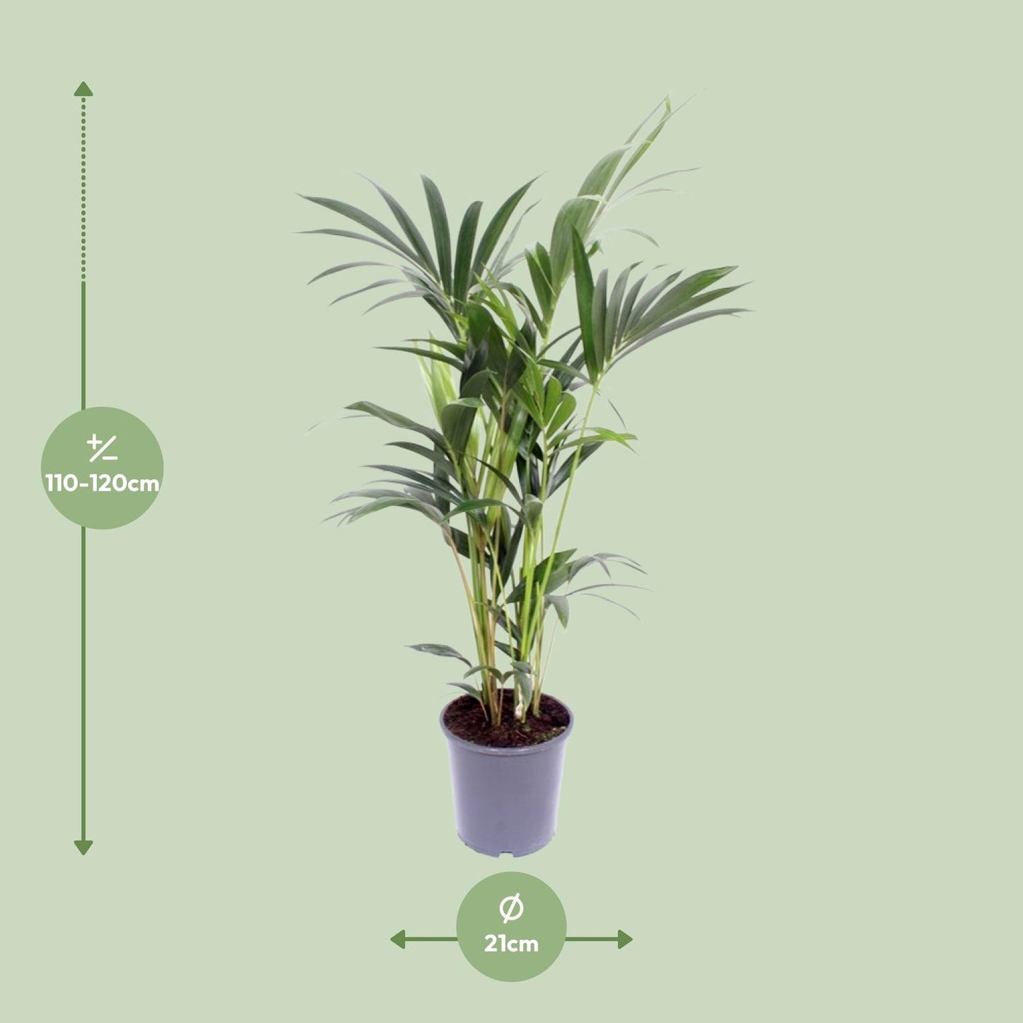 Kentia-Palme - Howea Forsteriana - Ø21cm - ↕120cm - Pflanzfix24.de - Pflanzfix24.de