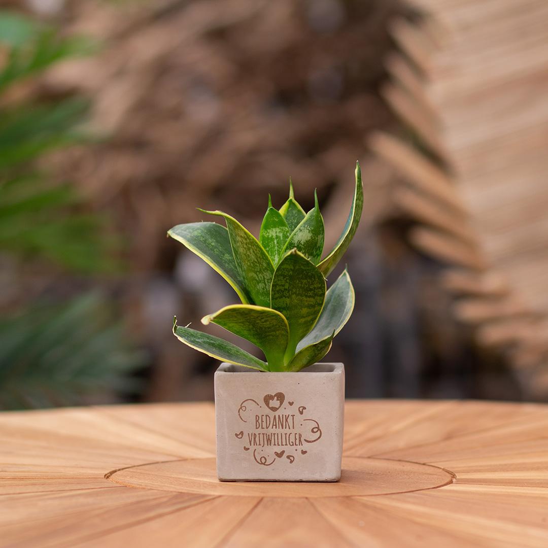 Congreet plantpots + Sansevieria | Bedankt vrijwilliger | Pflanzfix24.de - Pflanzfix24.de