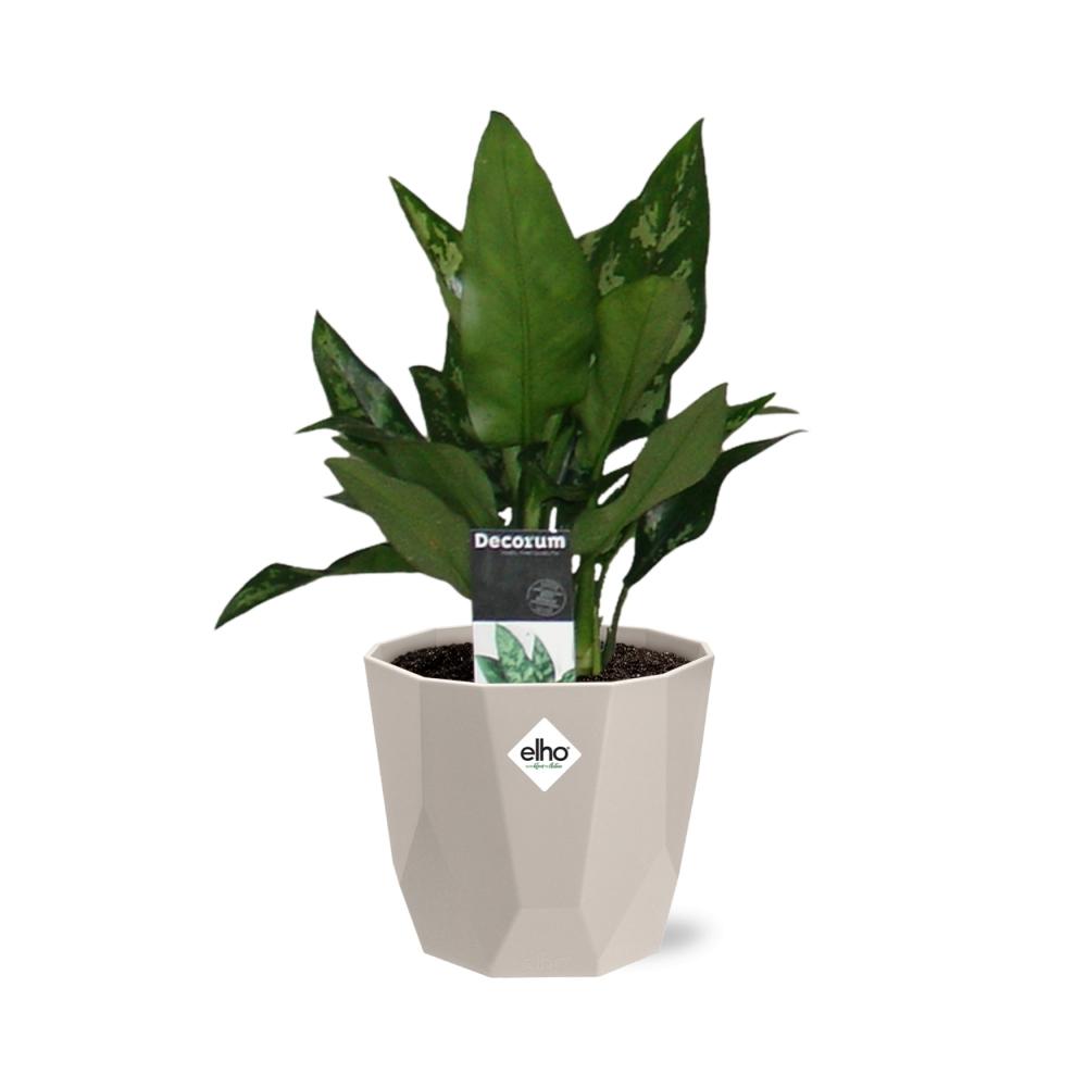 Aglaonema Maria in ELHO b.for rock 14 cm warm grey - Pflanzfix24