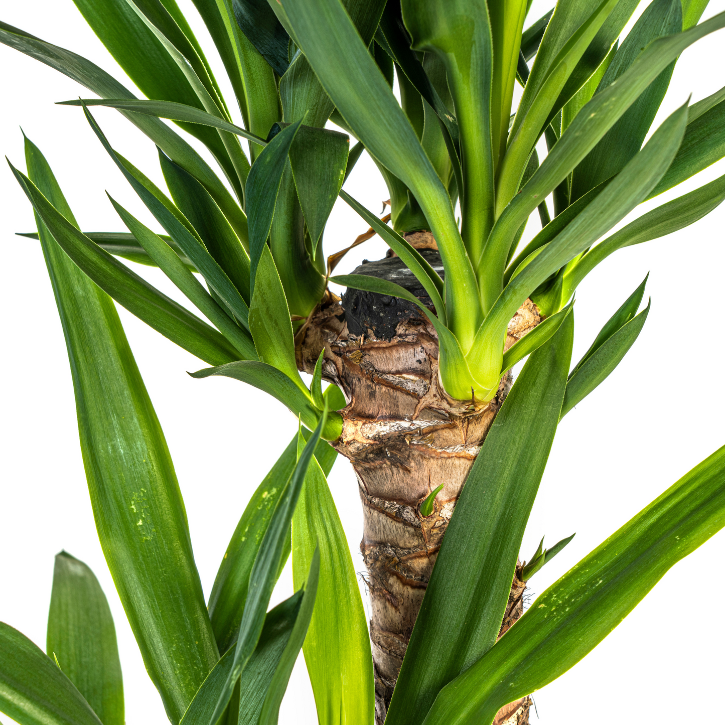 Yucca Elephantipes Ø19cm | Zimmerpflanze 70-90cm – Pflanzfix24.de - Pflanzfix24.de