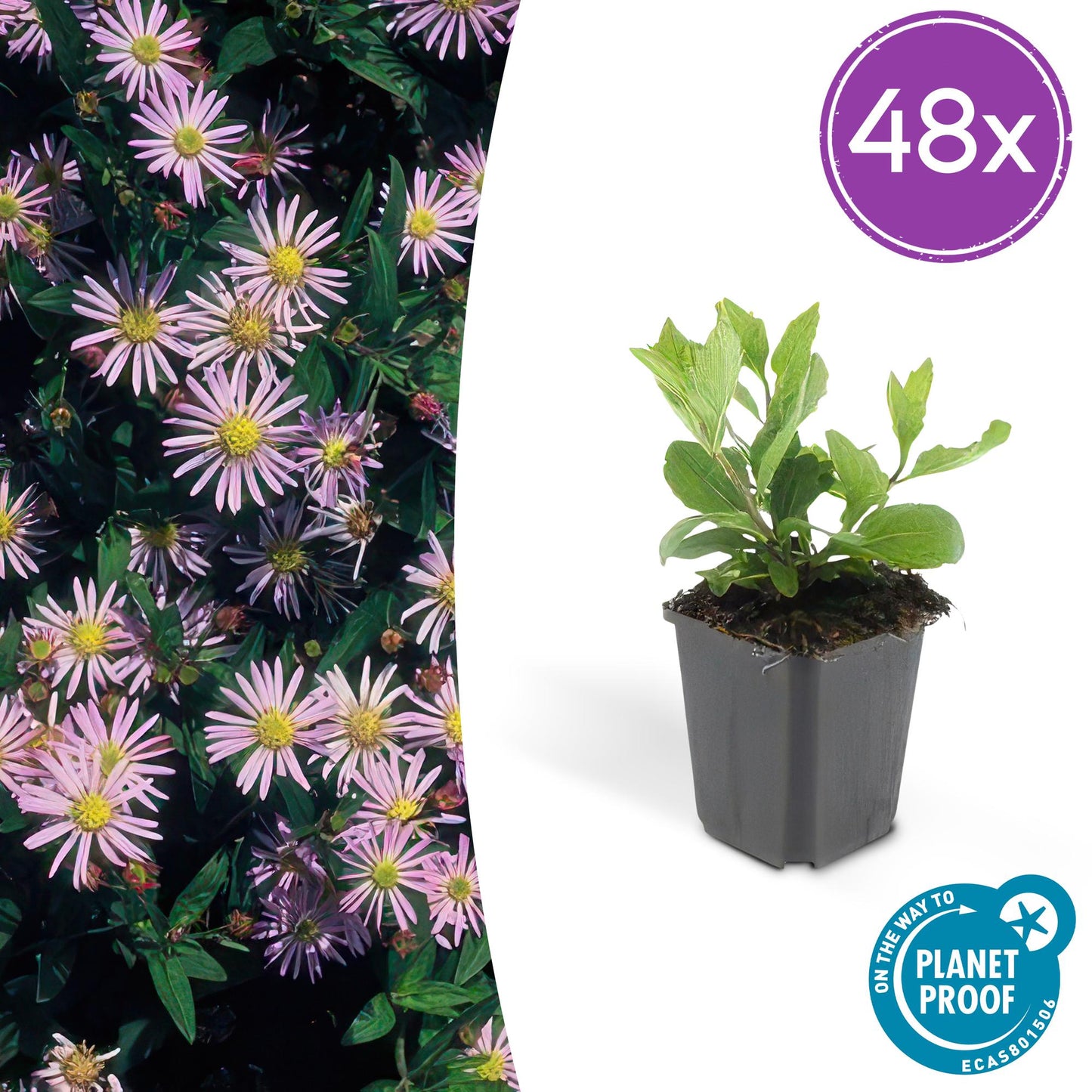 48x Aster ageratoides 'Asran' - ↕10-25cm - Ø9cm - Pflanzfix24