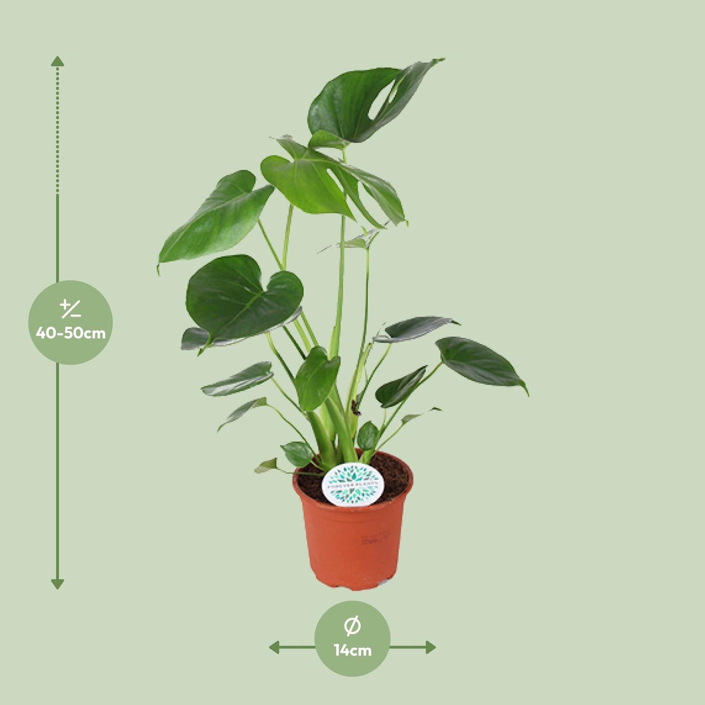 Monstera Deliciosa Ø14cm – Schweizer Käse-Pflanze | Pflanzfix24