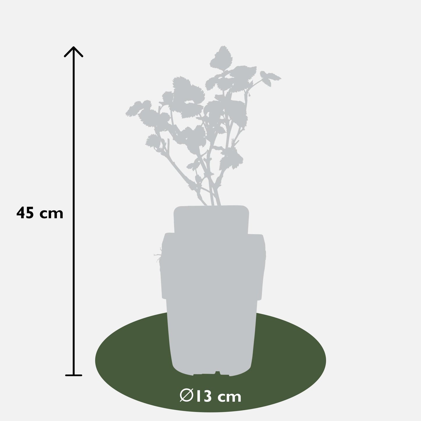 Rubus fruticosus Black Satin Ø13cm – dornenlose Brombeere | Pflanzfix24.de - Pflanzfix24.de