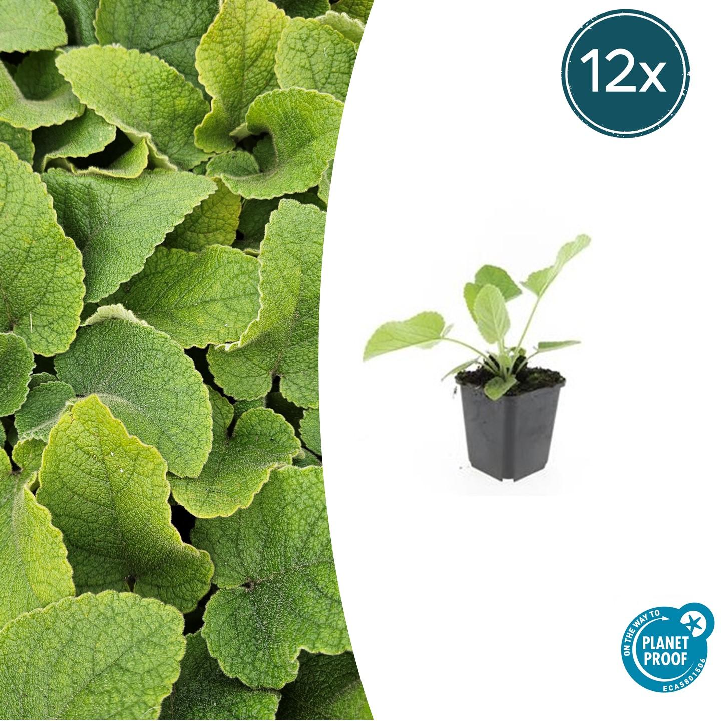 12x Phlomis russeliana winterharte Staude Ø9cm – Pflanzfix24.de - Pflanzfix24.de