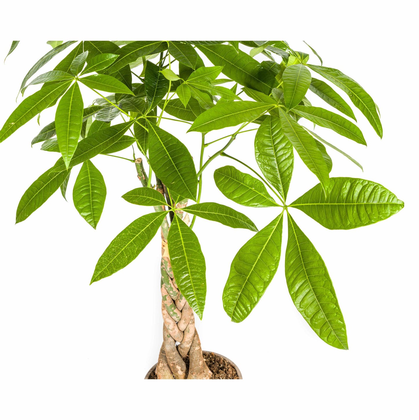 Pachira Aquatica Geldbaum Ø21cm 90-110cm – Pflanzfix24