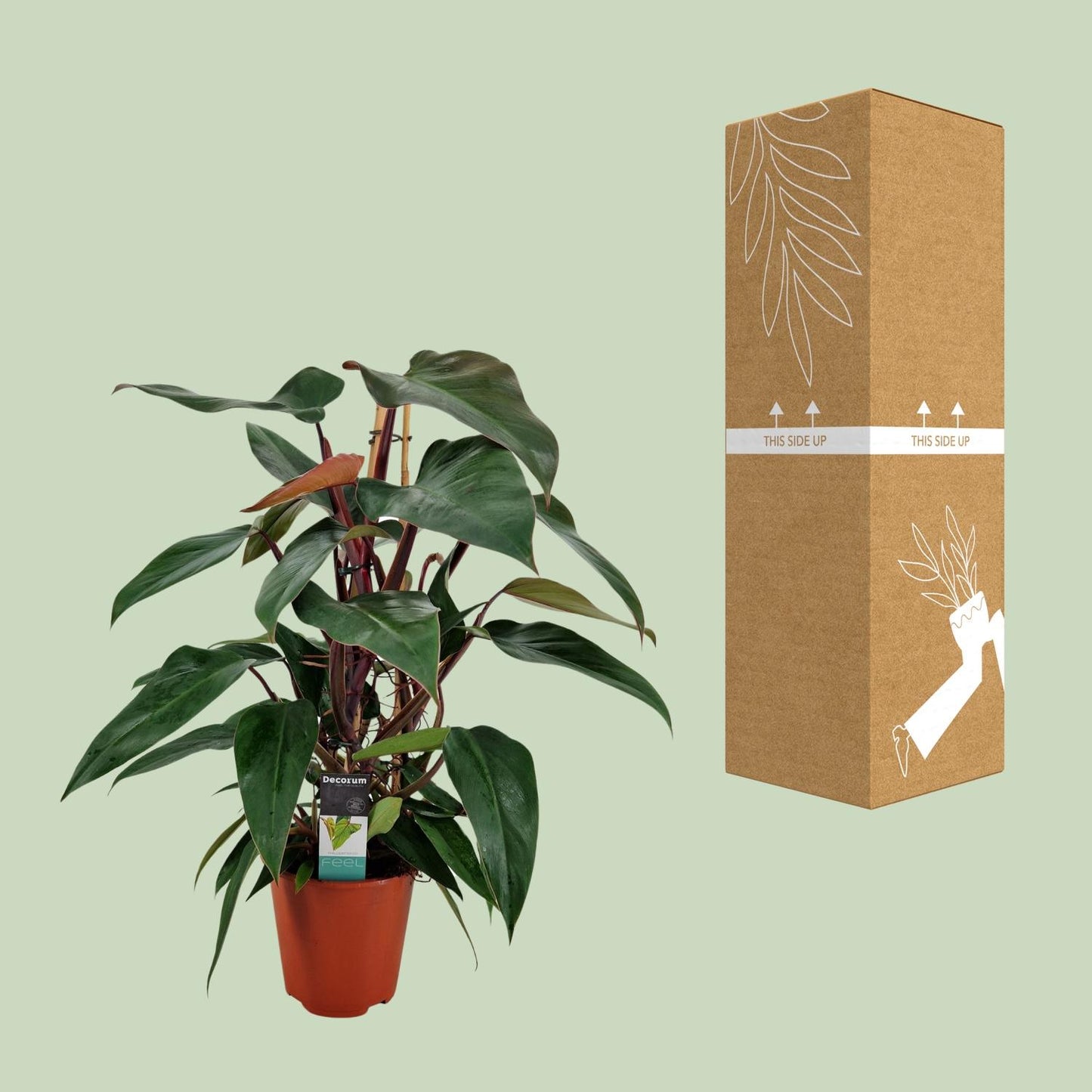 Philodendron New Red Pyramide - Ø19cm - ↕75cm bei Pflanzfix24