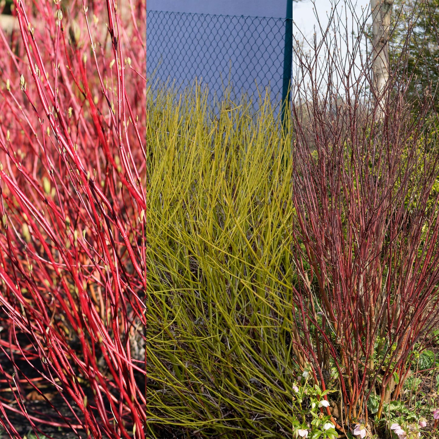 Pflanzfix24 - Cornus alba Tricolour Sträucher - 3 Pflanzen - Topf 17cm Höhe 45cm