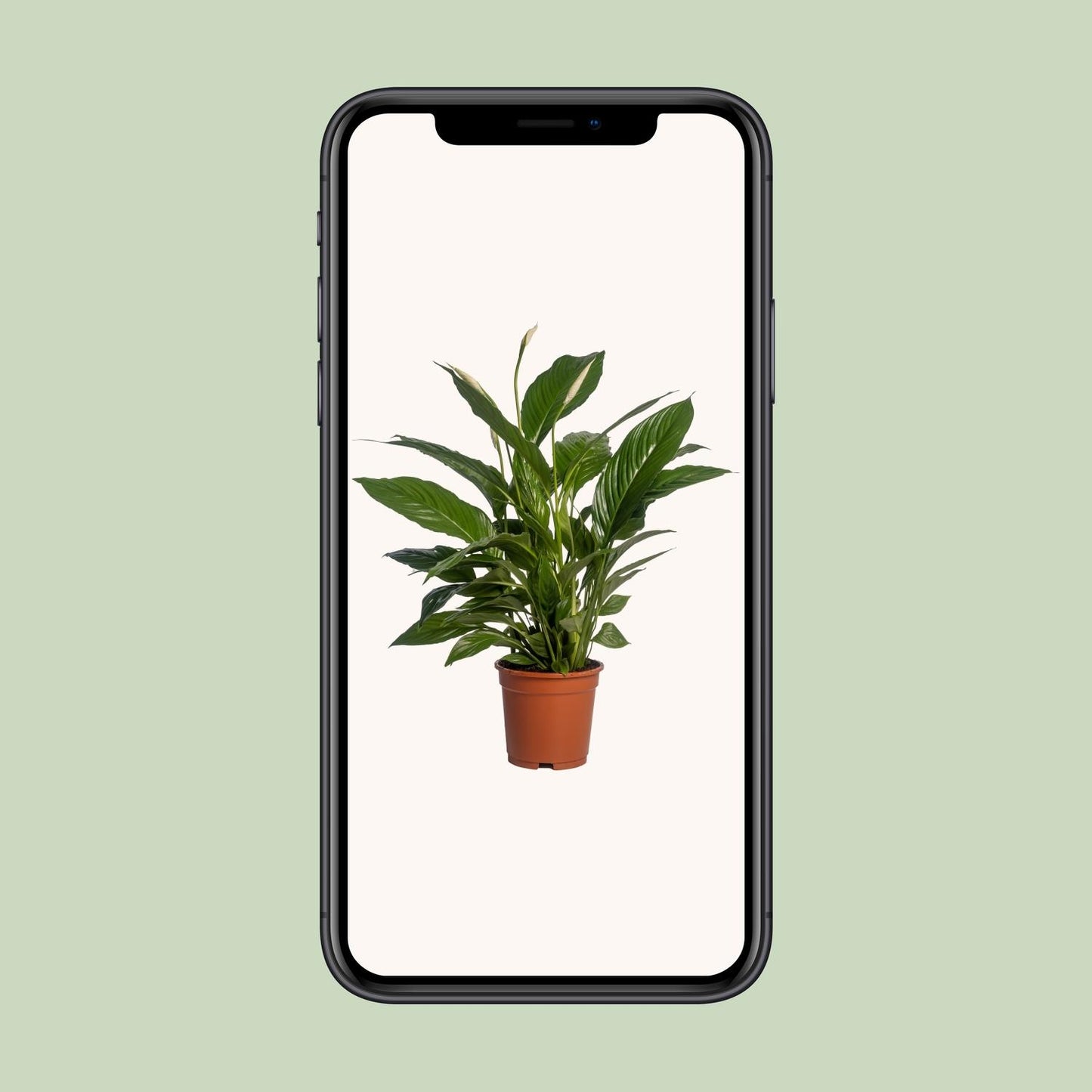 Spathiphyllum Vivaldi Ø17cm – elegante Friedenslilie | pflanzfix24.de - Pflanzfix24.de