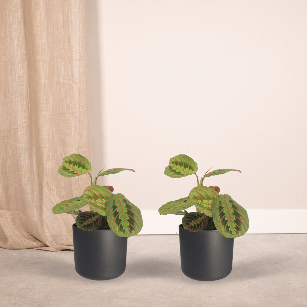 Maranta Fascinator 2er-Set Ø12cm | Pflanzfix24.de - Pflanzfix24.de