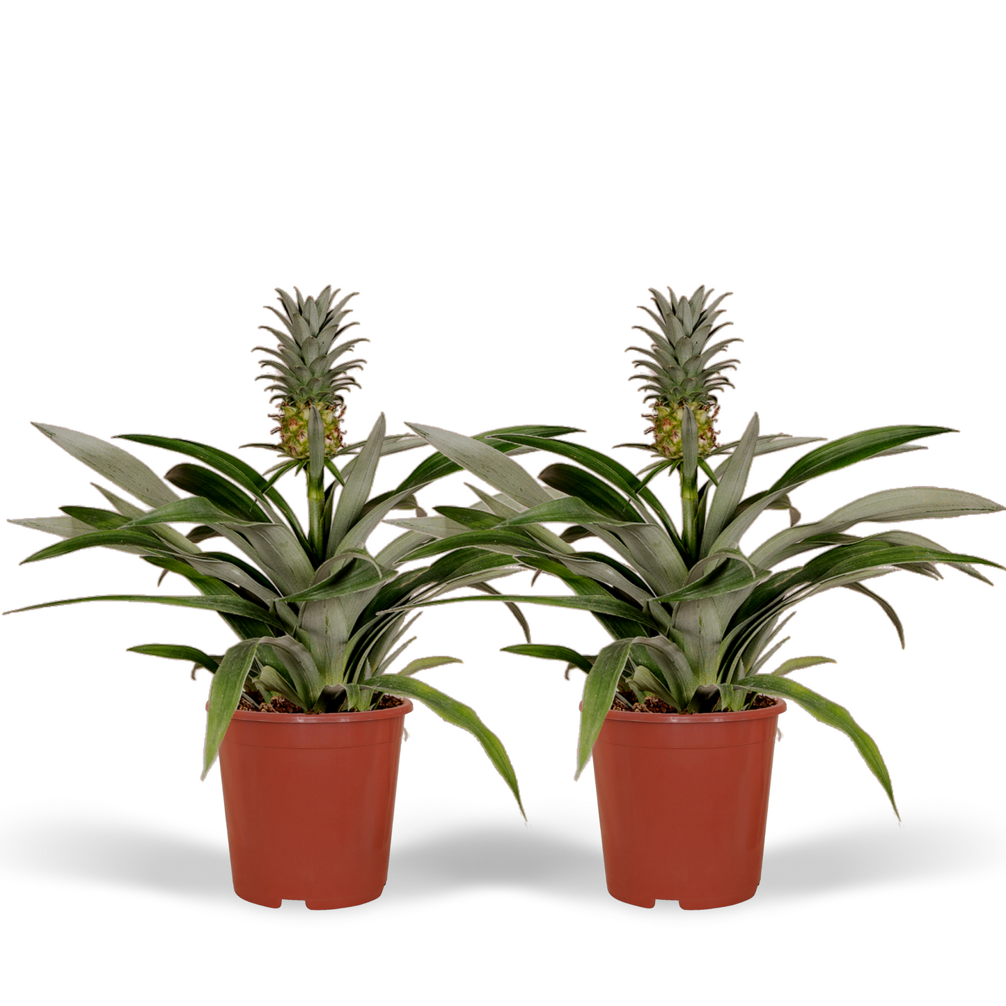 Bromelia (Ananaspflanze) - 2 Stücke - Ø12cm - ↕30cm - Pflanzfix24