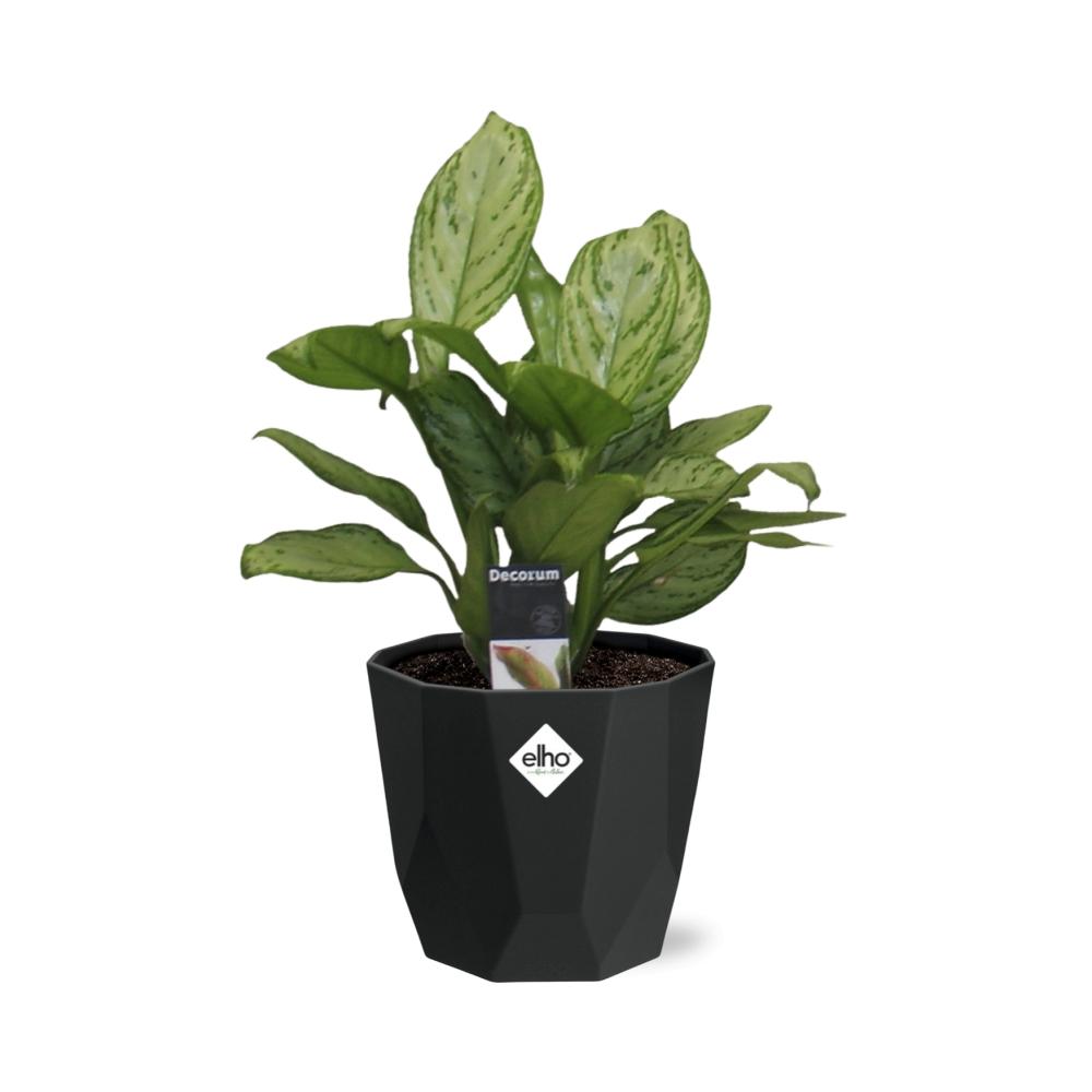 Aglaonema Christina - Pflanzfix24