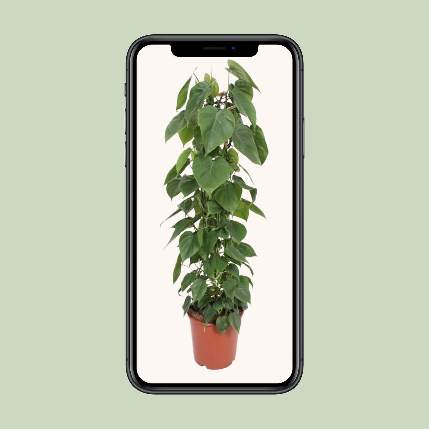 Philodendron Scandens 120cm Ø24cm – Große Zimmerpflanze | Pflanzfix24.de - Pflanzfix24.de