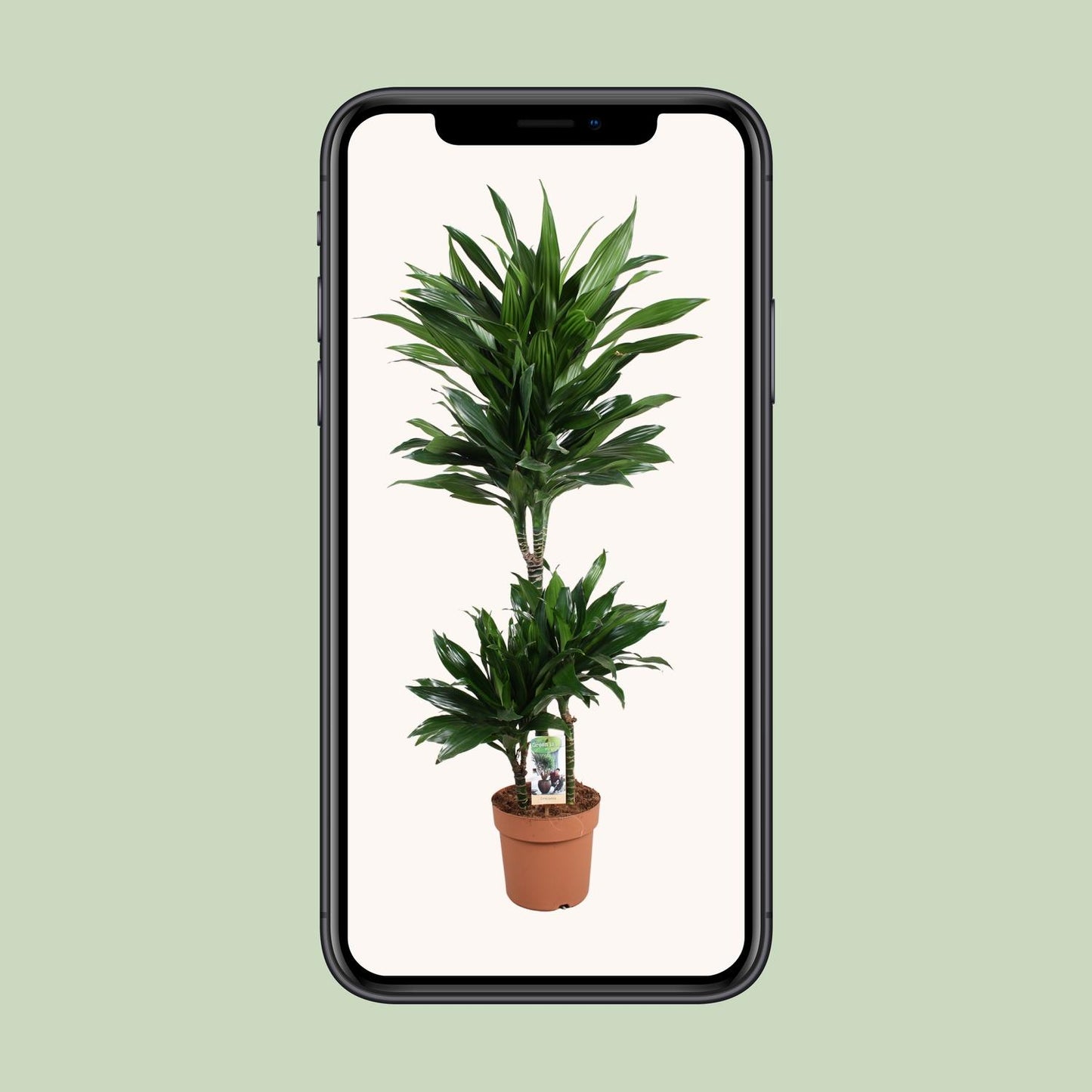 Dracaena Green Jewel 60-30-15 - Pflanzfix24