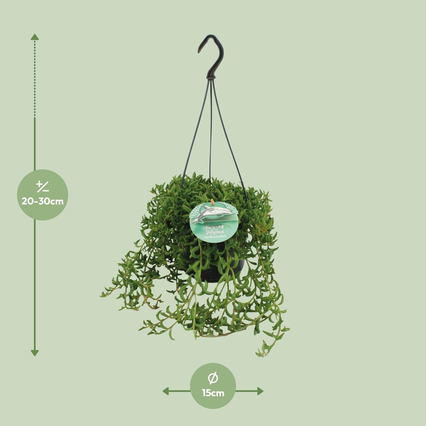 Senecio Peregrinus - Ø15cm - ↕25cm - Pflanzfix24