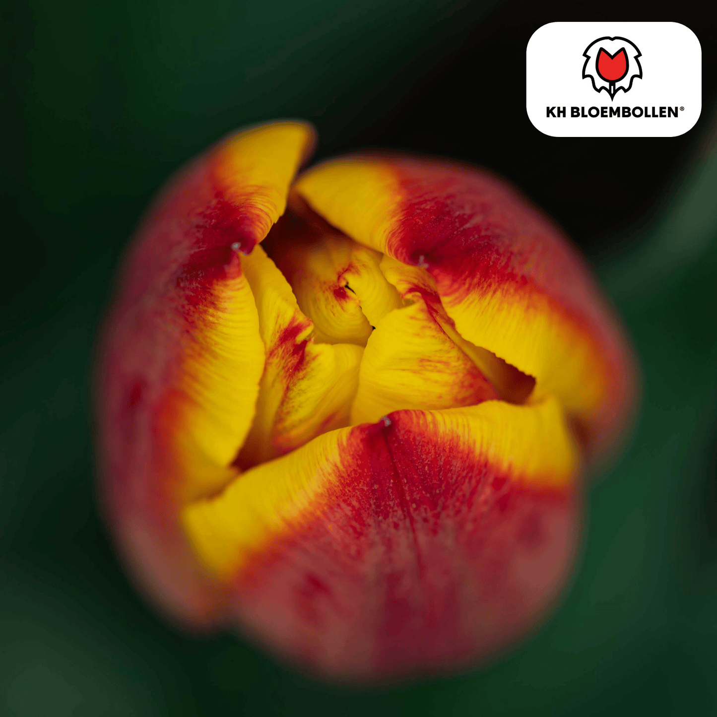 Tulpenbollen Jan Seignette – 20 Stuks | KH Bloembollen® | Rood-Geel Gestreepte Tulp - Pflanzfix24