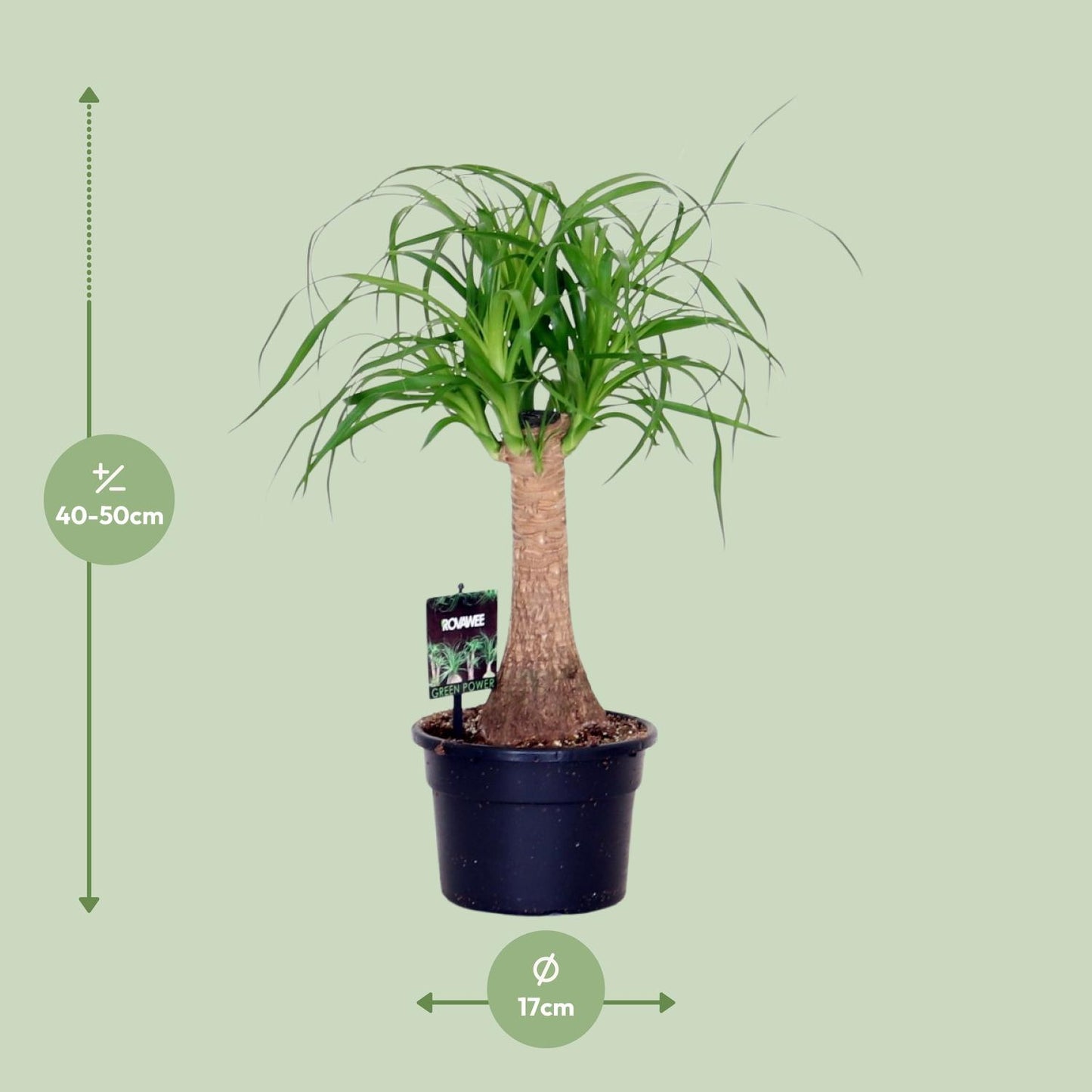 Beaucarnea Nolina - Ø17cm - ↕50cm - Pflanzfix24