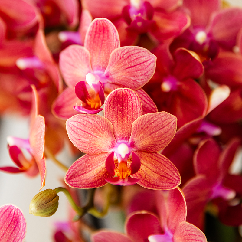Kolibri Orchids - Überraschungsbox Einfarbig - Pflanzfix24