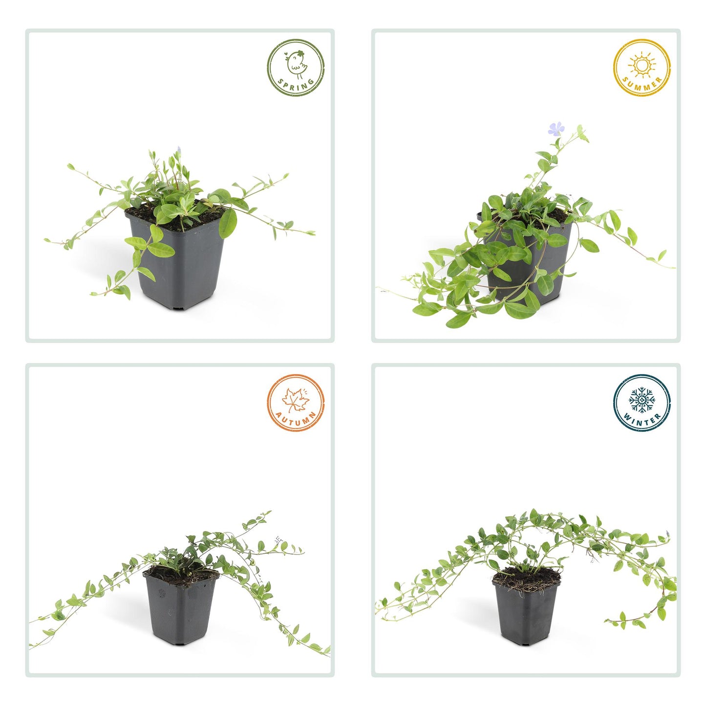 12x Vinca minor 'La Grave' Bodendecker 10-25cm Ø9cm | Pflanzfix24