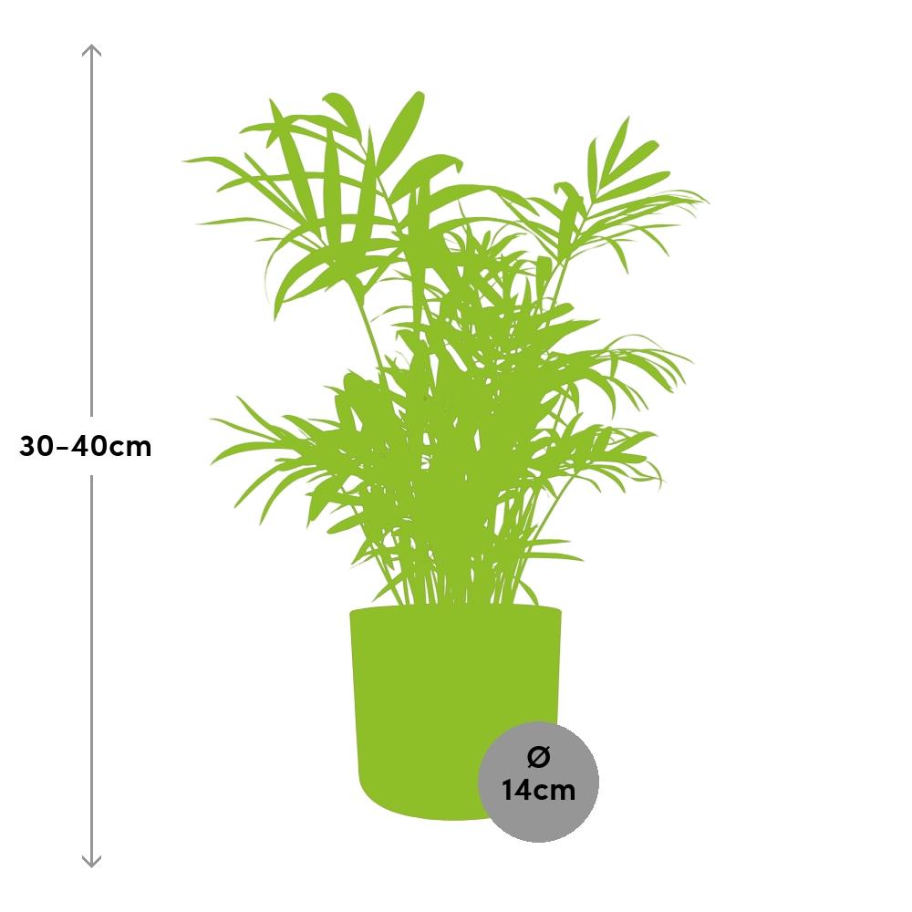 Chamaedorea in ELHO b.for soft rond 14cm brique - Pflanzfix24