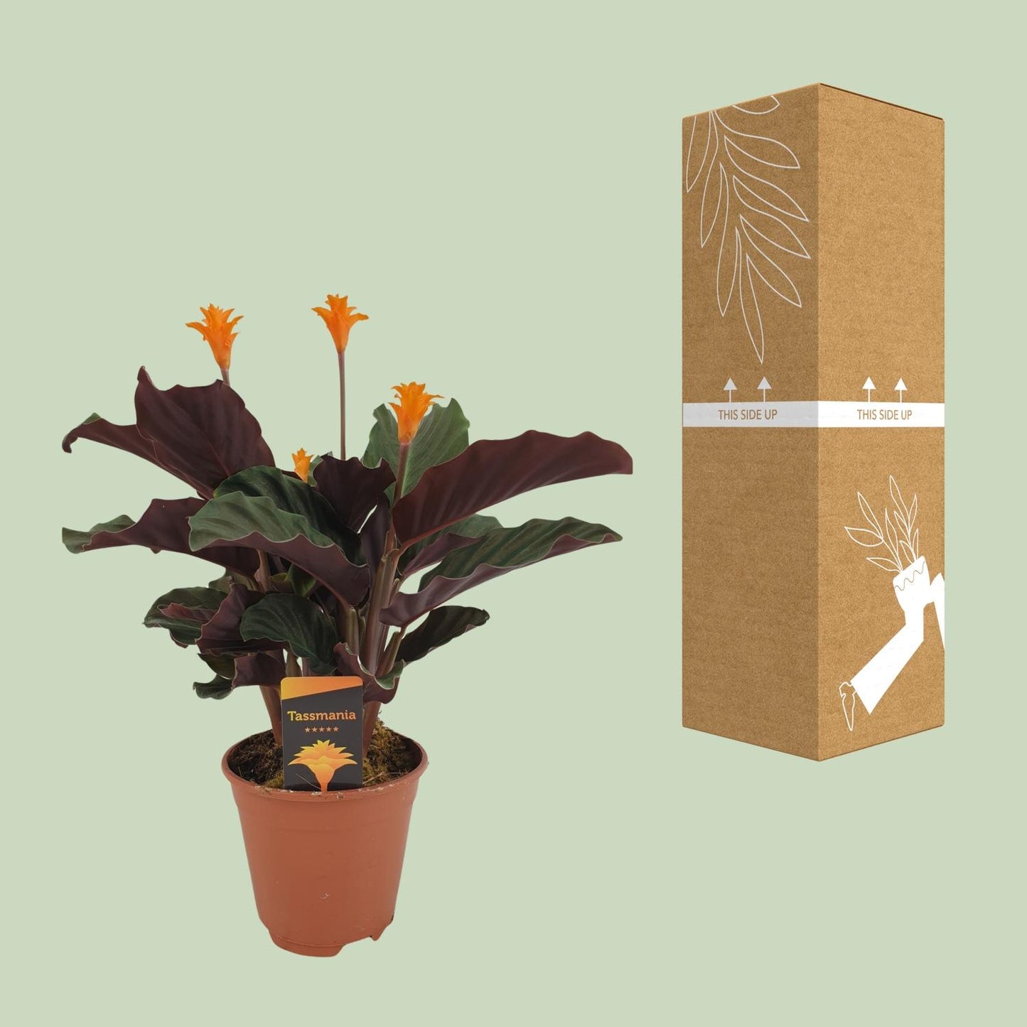 Calathea Crocata - Ø14cm - ↕40cm bei Pflanzfix24.de - Pflanzfix24.de