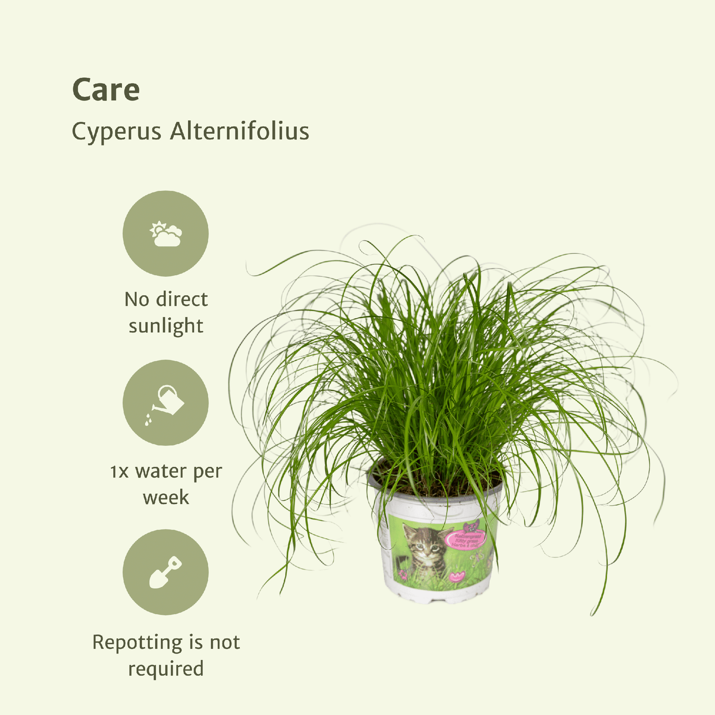 Cyperus Alternifolius (Katzengras) - 2 Stücke - Ø12cm - Pflanzfix24.de - Pflanzfix24.de