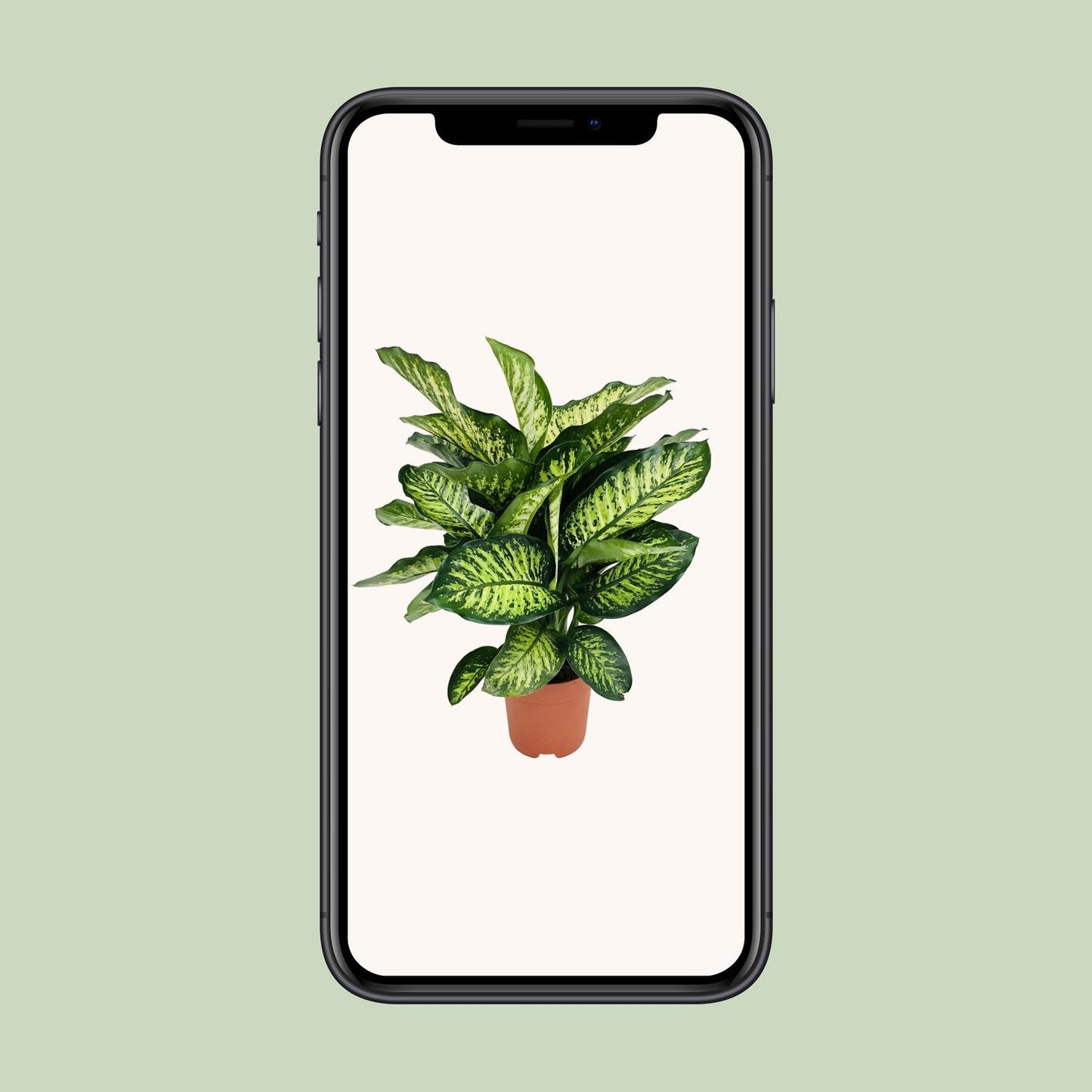 Dieffenbachia Camilla - Ø21cm - ↕75cm bei Pflanzfix24