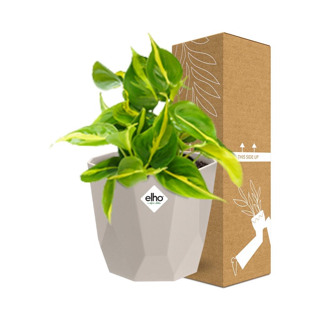 Philodendron Scandens ‘Brasil’ in ELHO b.for rock 14 cm warm grey - Pflanzfix24