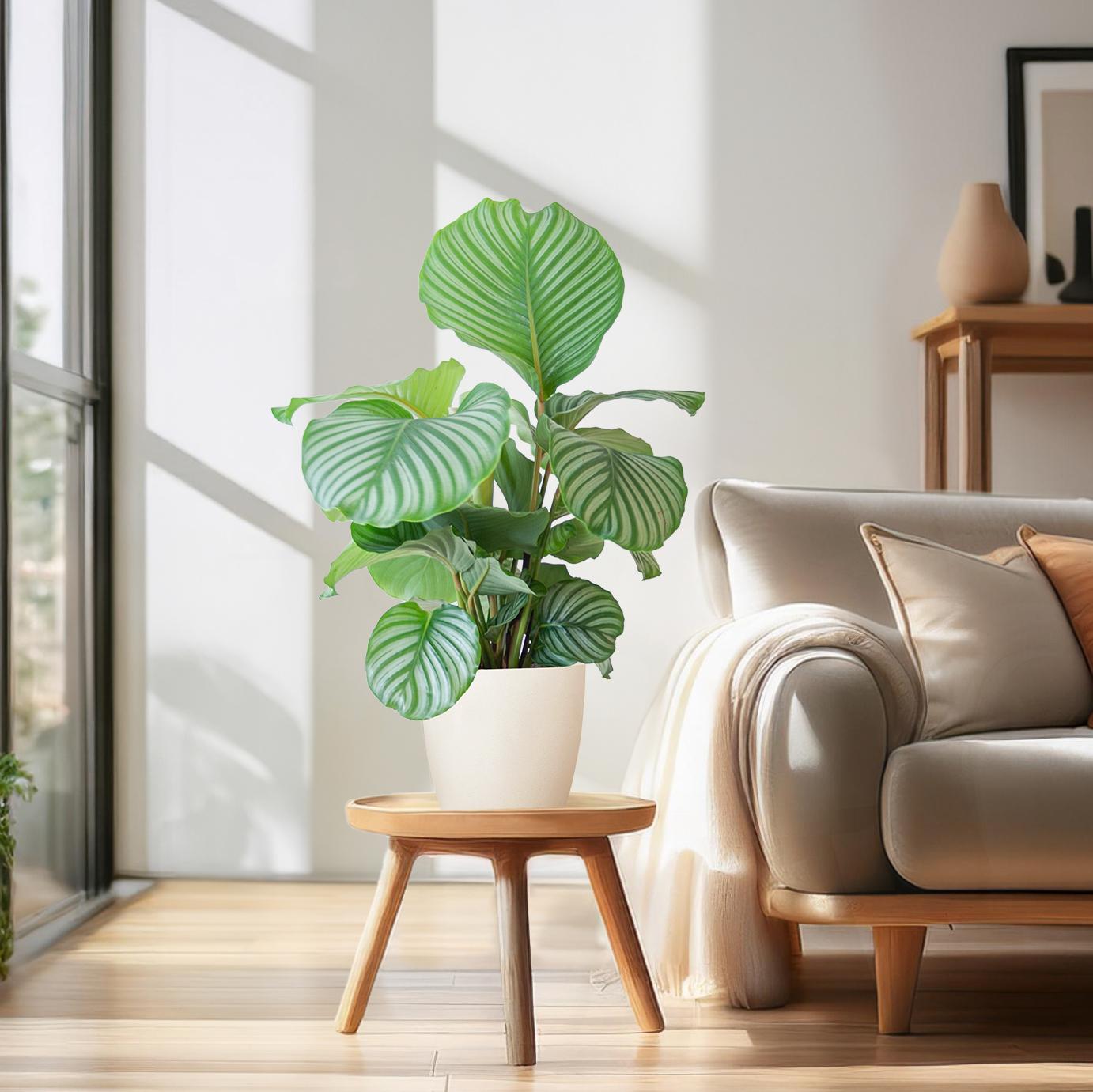 Calathea Orbifolia mit Viber Weiß - 65cm - Ø21 - Pflanzfix24.de - Pflanzfix24.de