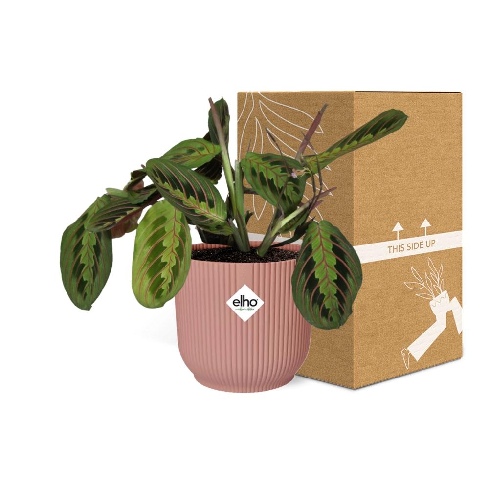 Maranta Leuconeura ‘Fascinator’ Tricolor 14cm ELHO Vibes Fold | Pflanzfix24