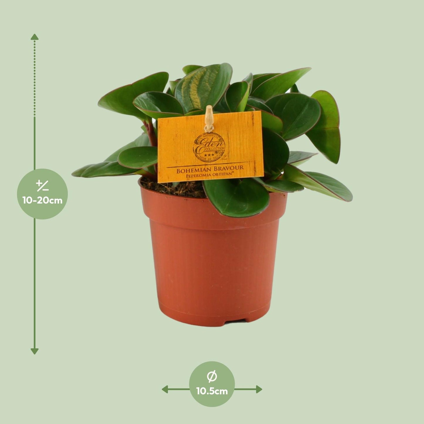 Peperomia Obtipan Ø11cm – Kompakt & Pflegeleicht | Pflanzfix24