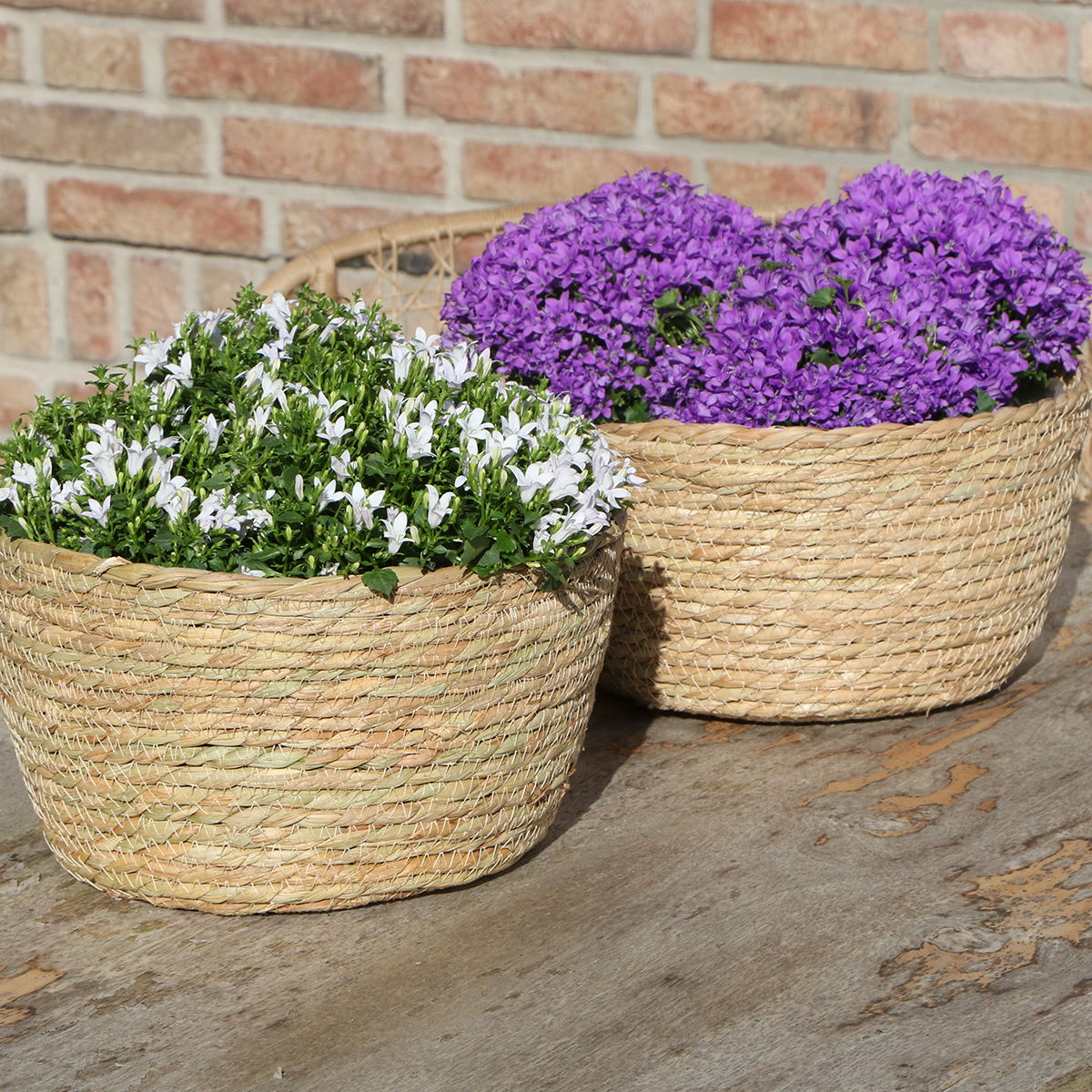 Campanula Addenda Ambella Intense purple - Weidenschale mit Bewässerungssystem - 3 Stück - indoor & outdoor - Pflanzfix24.de - Pflanzfix24.de