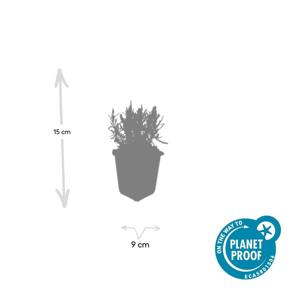 12x Lavandula 'Munstead' Ø9cm | Pflegeleichter Lavendel – Pflanzfix24.de - Pflanzfix24.de