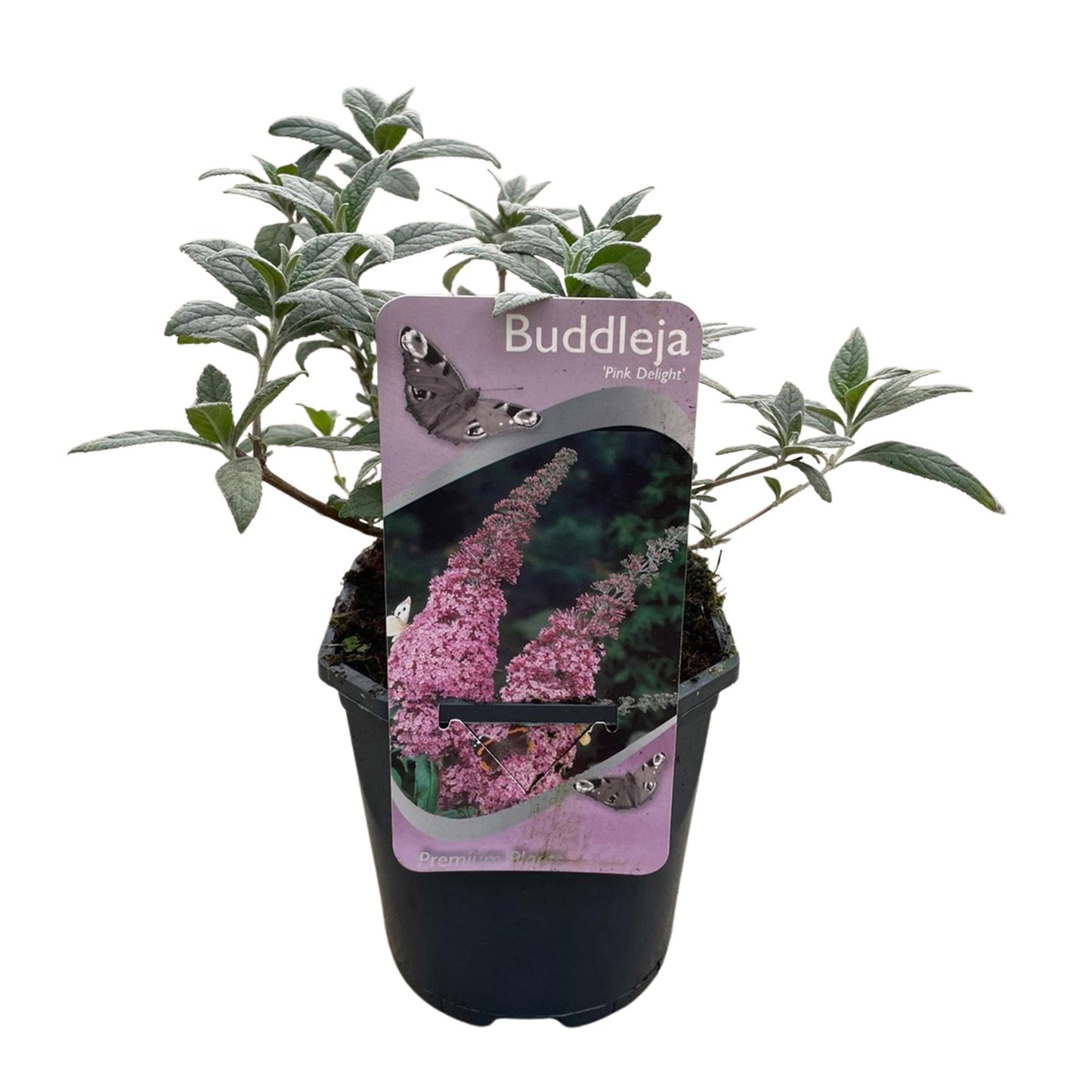 Pflanzfix24.de - Schmetterlingsstrauch - Buddleja davidii Pink Delight - Blüte Rosa - 1 Pflanze - Laubabwerfend - Schmetterlingsanziehend - Topf 17cm Höhe 25cm - Pflanzfix24.de