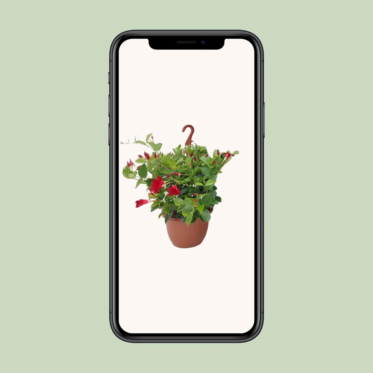 Sundaville Hanging Basket Tricolor - Ø25cm - ↕50cm - Pflanzfix24