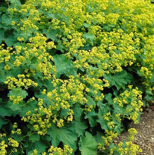 12x Alchemilla mollis – Frauenmantel – Pflegeleicht – Pflanzfix24.de - Pflanzfix24.de