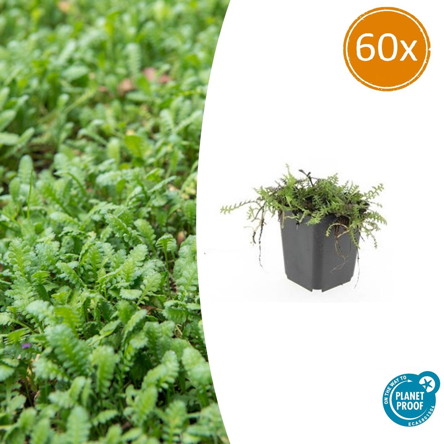 60x Leptinella squalida Bodendecker 9 cm Topf – Pflanzfix24