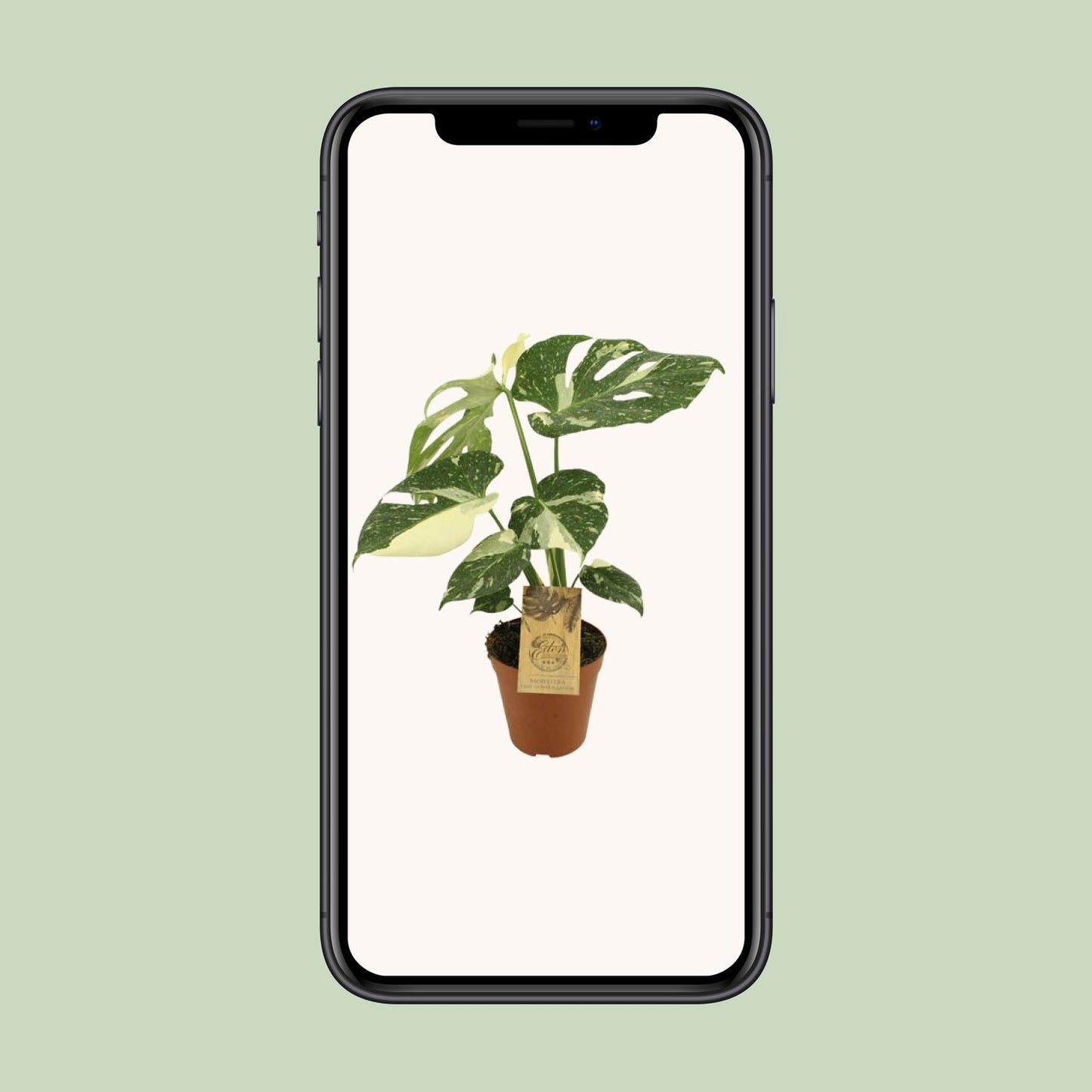 Monstera Thai Constellation Ø15cm, 50cm hoch | Pflanzfix24.de - Pflanzfix24.de