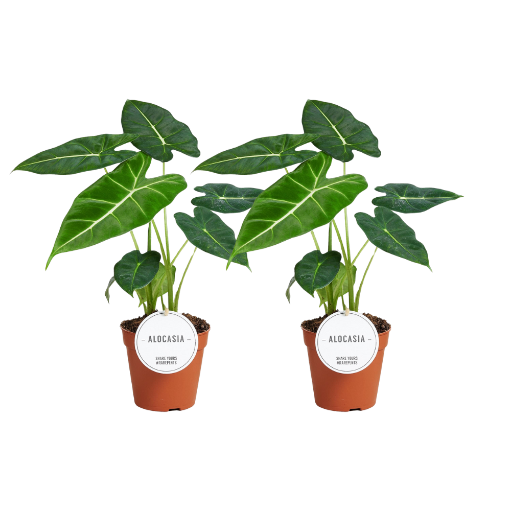 Alocasia Frydek - 2 Stücke - Ø12cm - ↕35cm - Pflanzfix24.de - Pflanzfix24.de