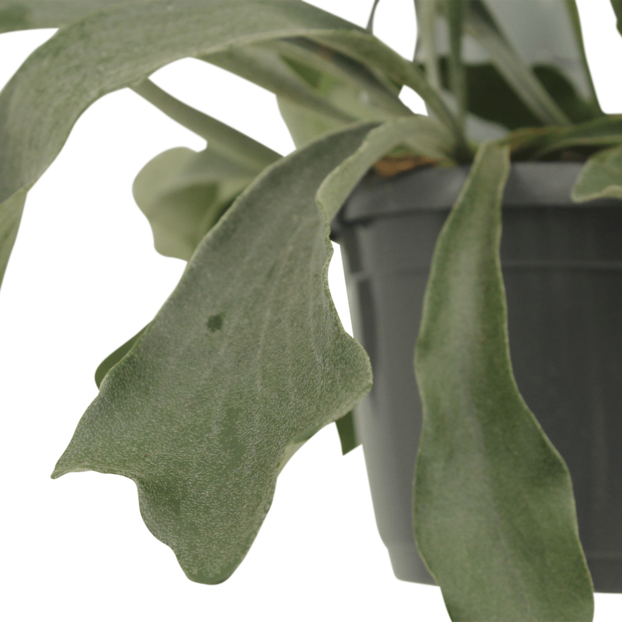2x Kokodama Platycerium Hang - Hirschhornfarn - 35cm - ø15 - Pflanzfix24