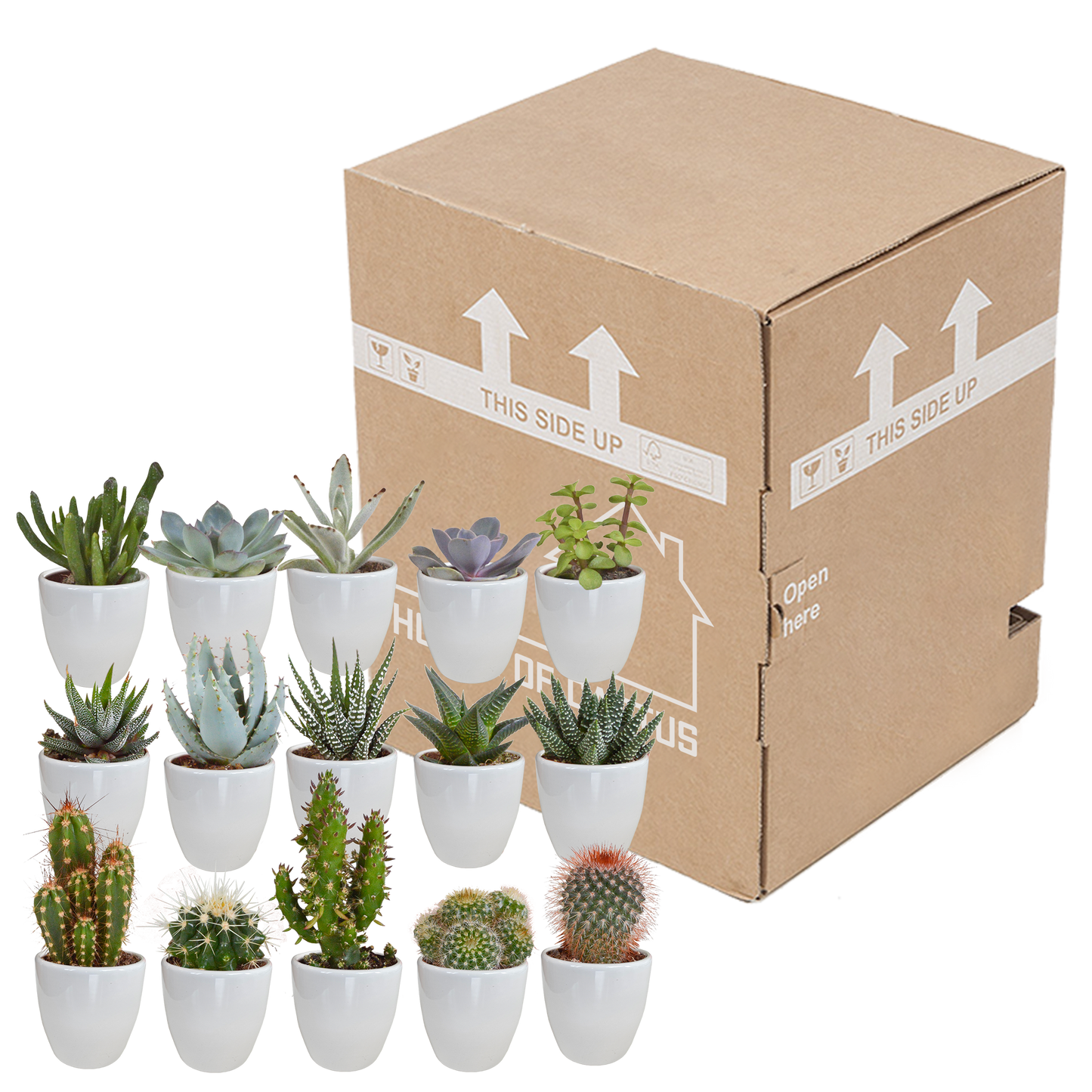 Cactus en vetplanten Mischung 5,5 cm | 15 stück - in witte pot - Pflanzfix24.de - Pflanzfix24.de