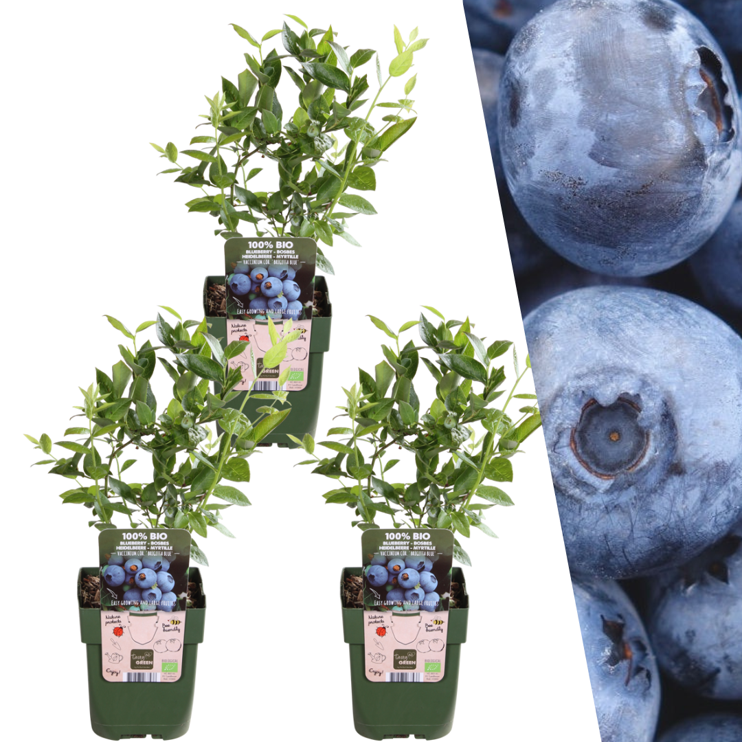 3 x Heidelbeerpflanzen - pflanzfix24