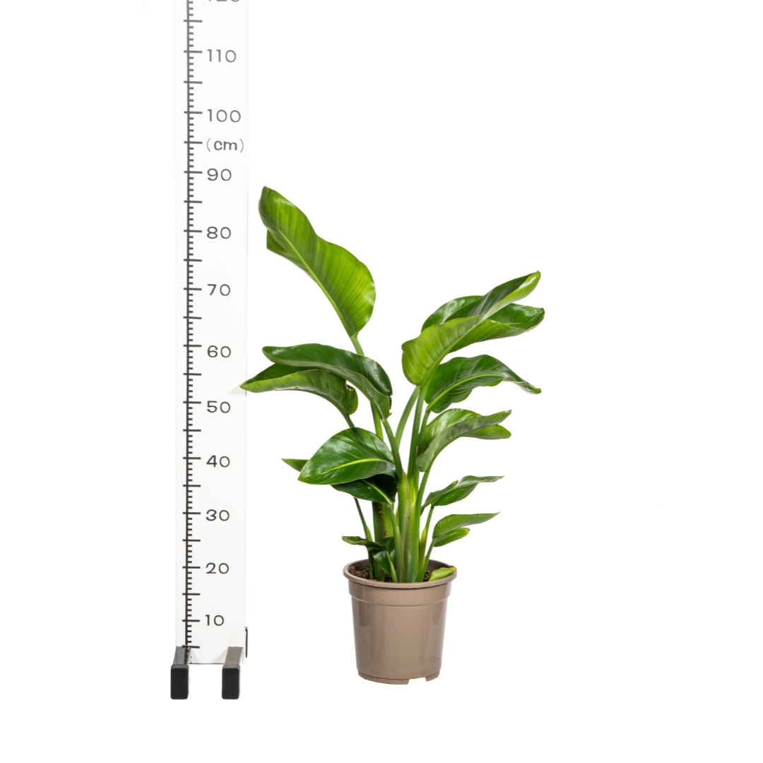 Strelitzia Nicolai Ø21cm - Pflanzfix24